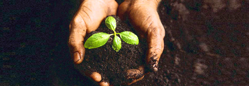 seedling2