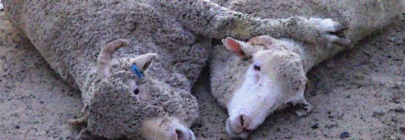 Sheep